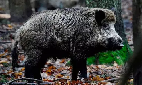 Wild boars die in large numbers in TN, swine flu suspected