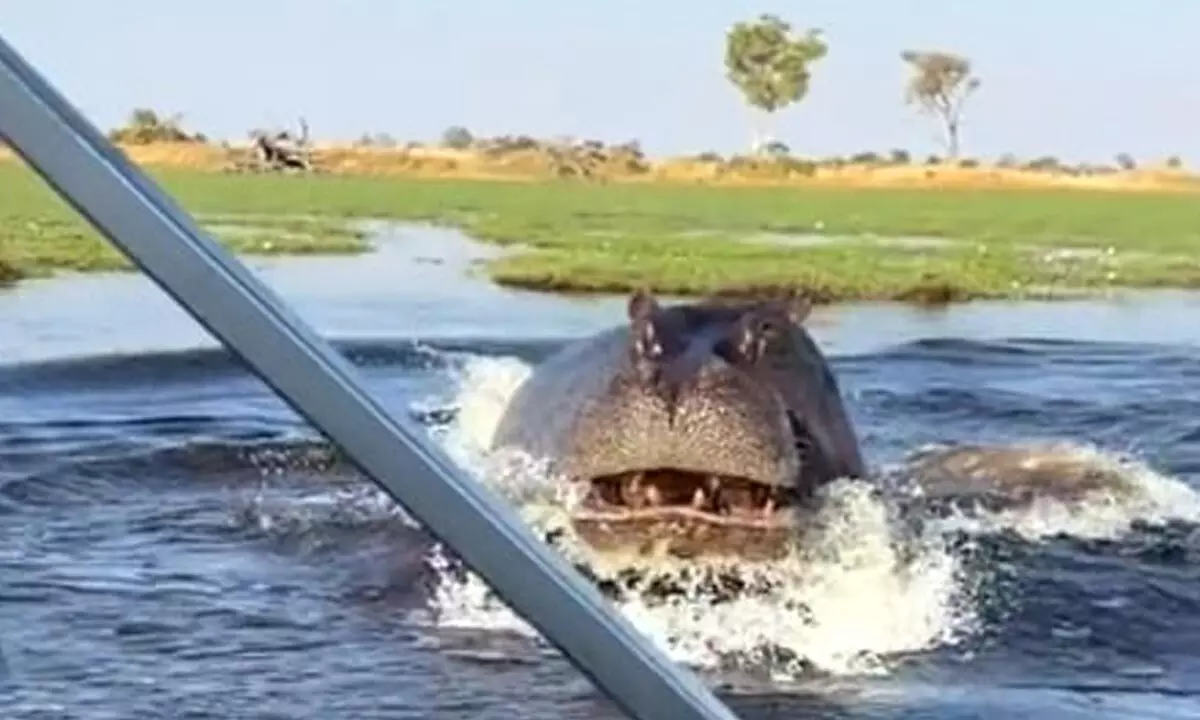 Watch The Trending Video Of Angry Hippo Chasing People Riding Motorboat