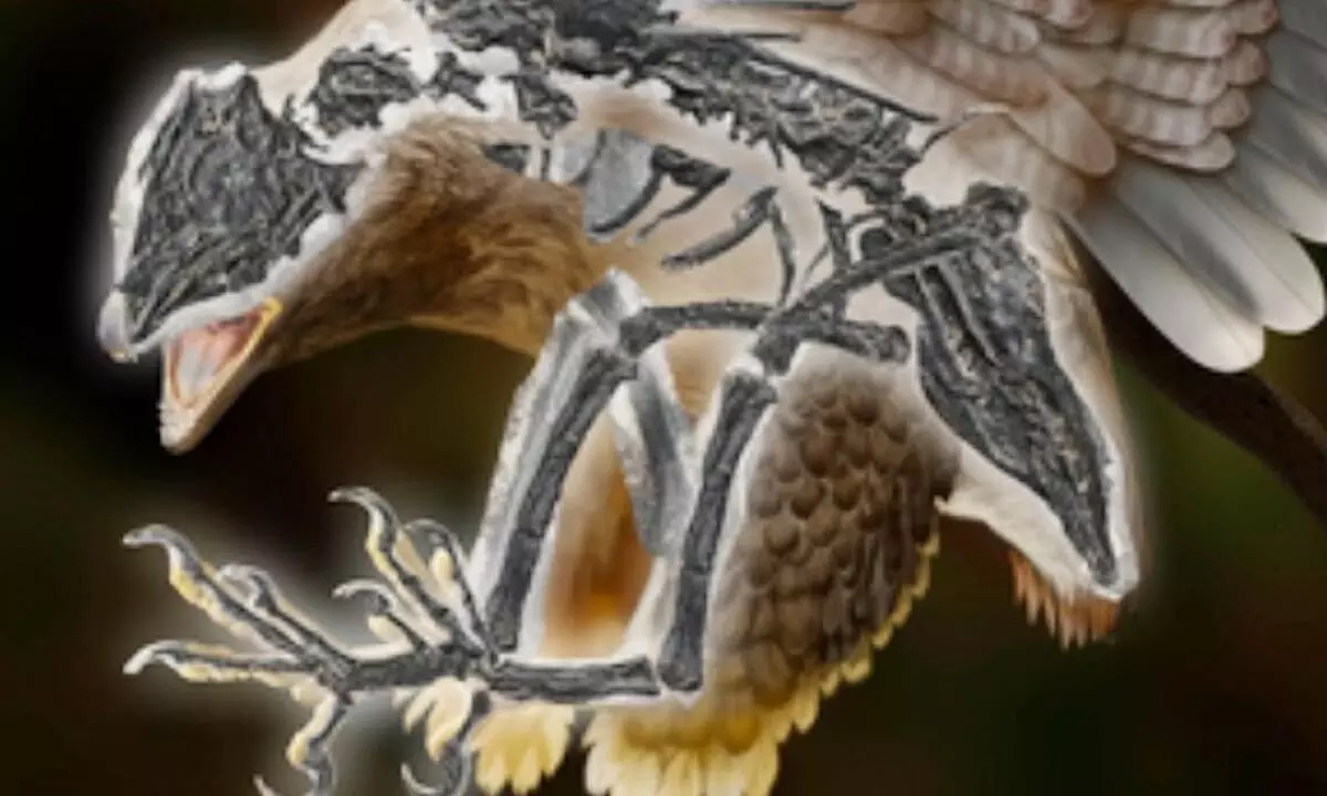 Artists impression of the 120-million-year-old bird Cratonavis zhui. (Zhao Chang)