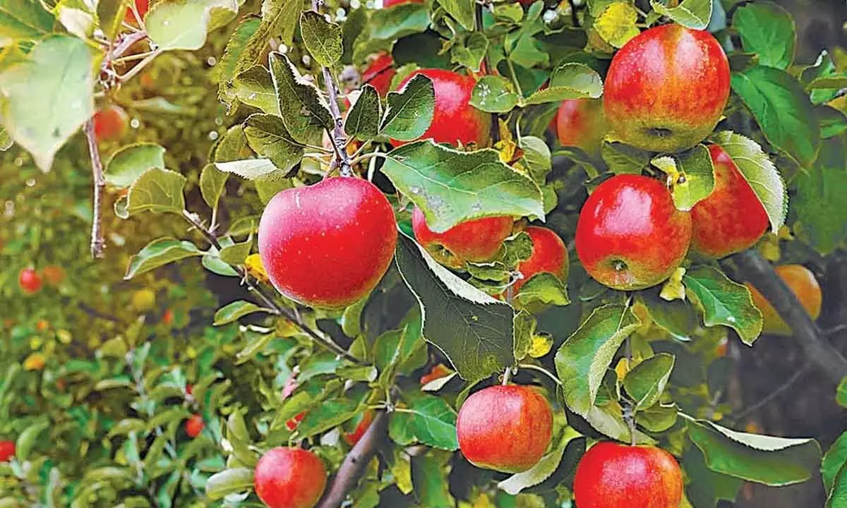 Apple Tree Day