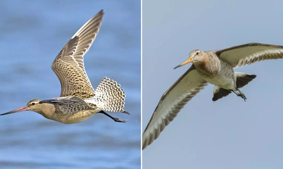 This Bird Set New Guinness World Record By Flewing From Alaska To Australia Without Stopping