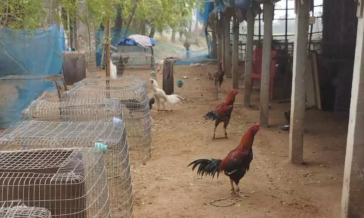 Roosters rearing for cockfights in Krishna district