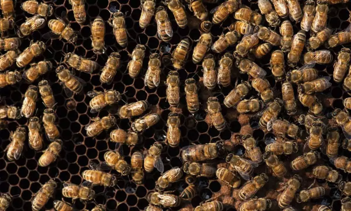 US approves first-ever vaccine for honeybees