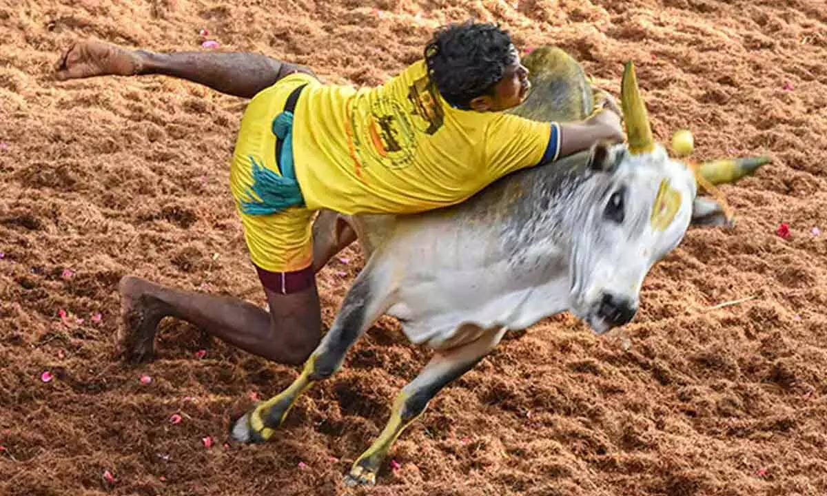 First Jallikattu Competition Of The Season Begins In Tamil Nadu With 22 Injuries