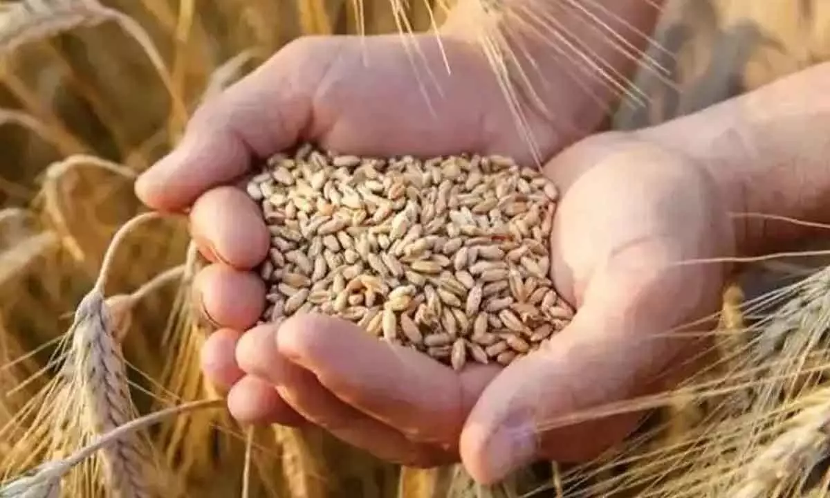 Balochistan runs out of wheat, sends SOS