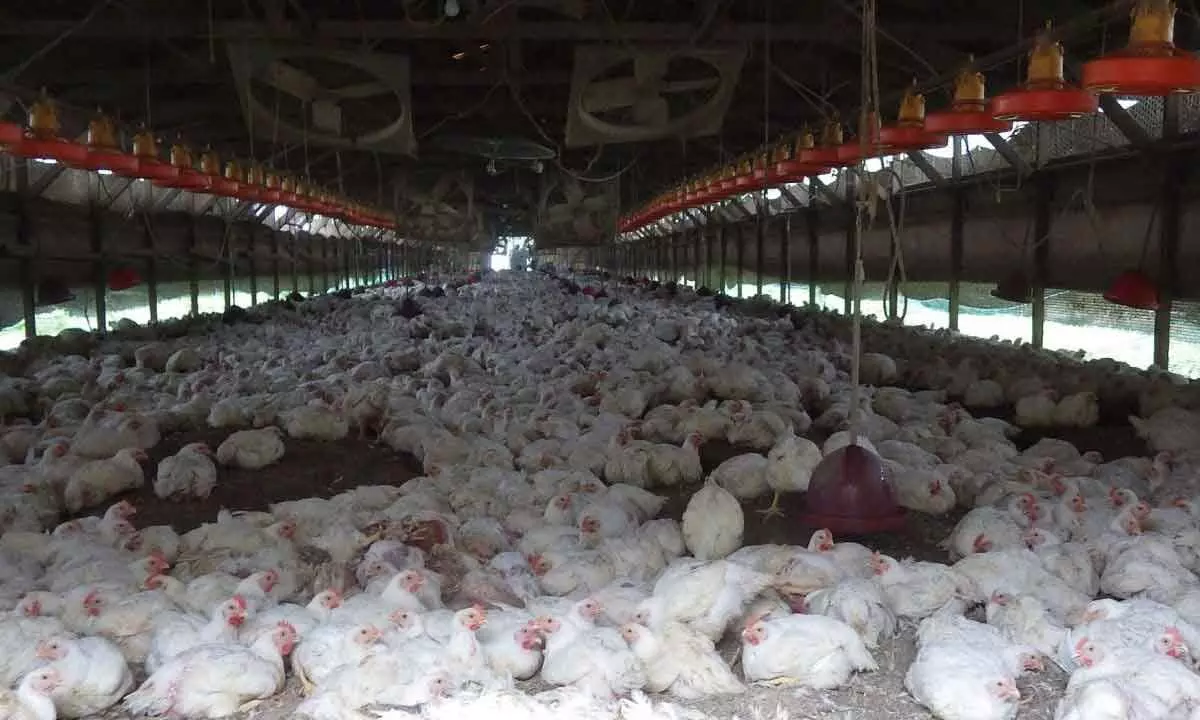 Japan culls 9.98 million birds as avian flu rages