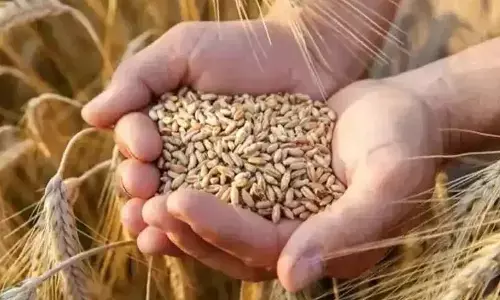 Balochistan runs out of wheat, sends SOS