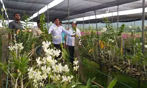 Orchid cluster devastated by Fani and Covid Orchid cluster devastated by Fani and Covid