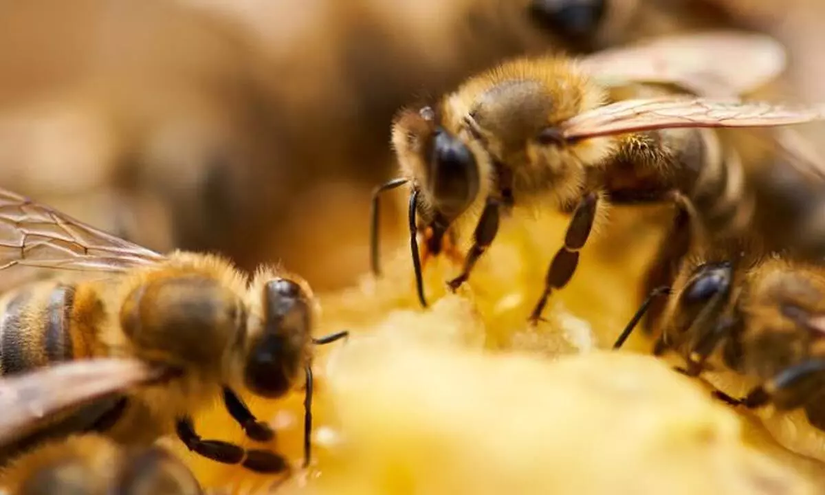 A vaccine could help limit the impact of a global pollinator crisis.