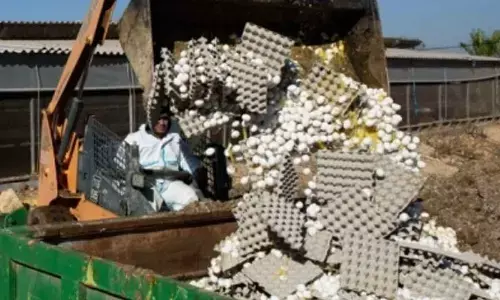 Israel detects 10th bird flu outbreak in 7 weeks