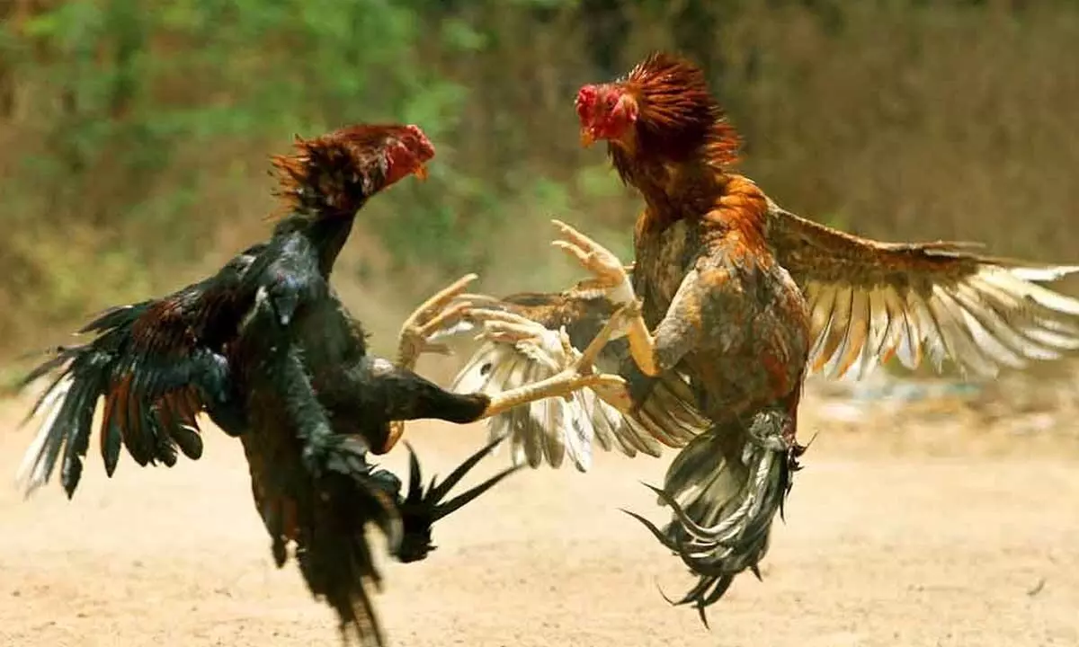 Cockfights likely despite HC orders in Godavari region