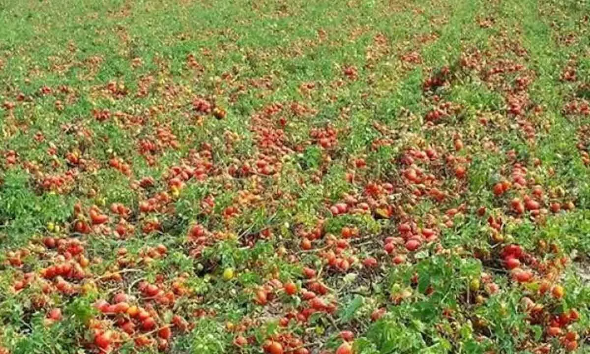 Tomato price crash lands farmers in debts