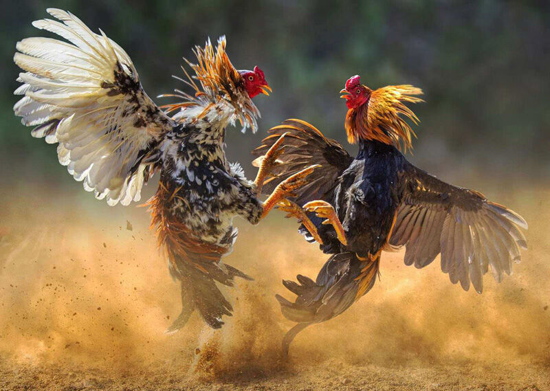 25 Seval photos ideas  fighting rooster rooster art rooster tattoo
