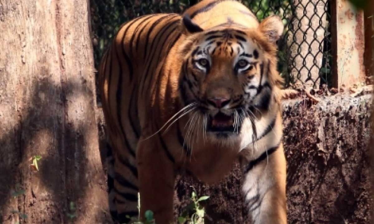 Kerala farmer dies after tiger attack