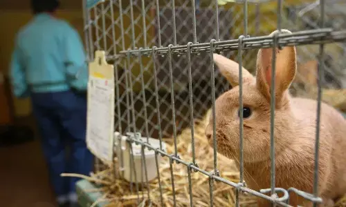 16 species of animals rescued during inspection in Bengaluru