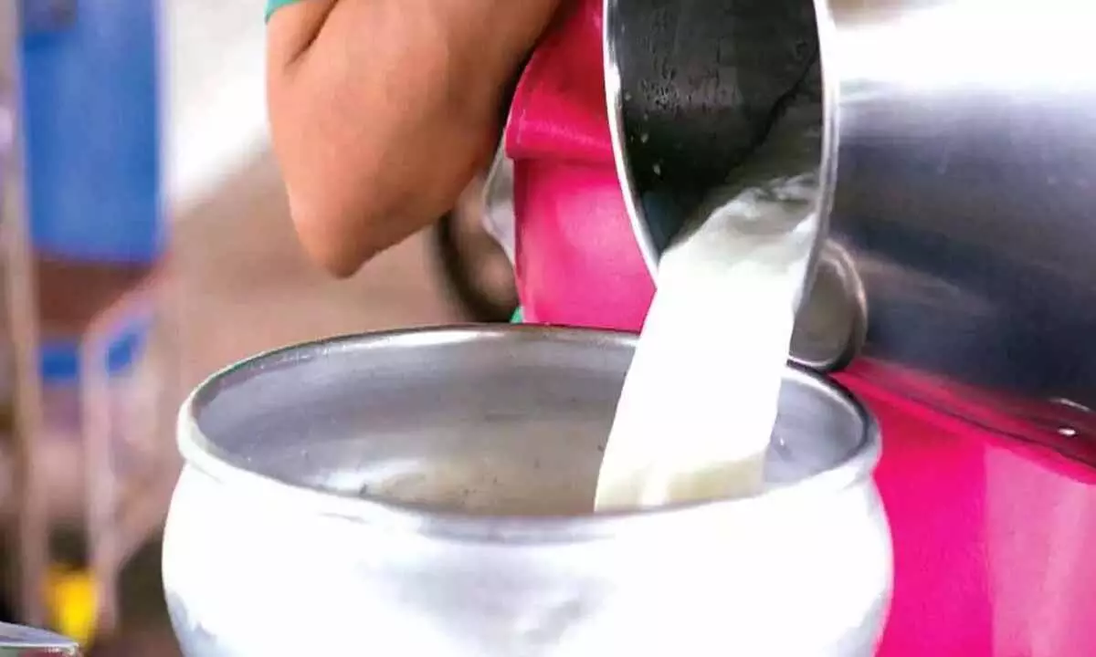 Milk output witnesses drastic slump in Chikkaballapura