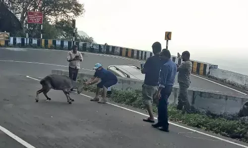 Two Men Arrested  In Tamil Nadu For Allegedly  Harrasing State Animals