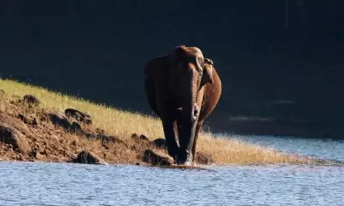Karnataka wildlife lovers upset over elephants death in capturing operation