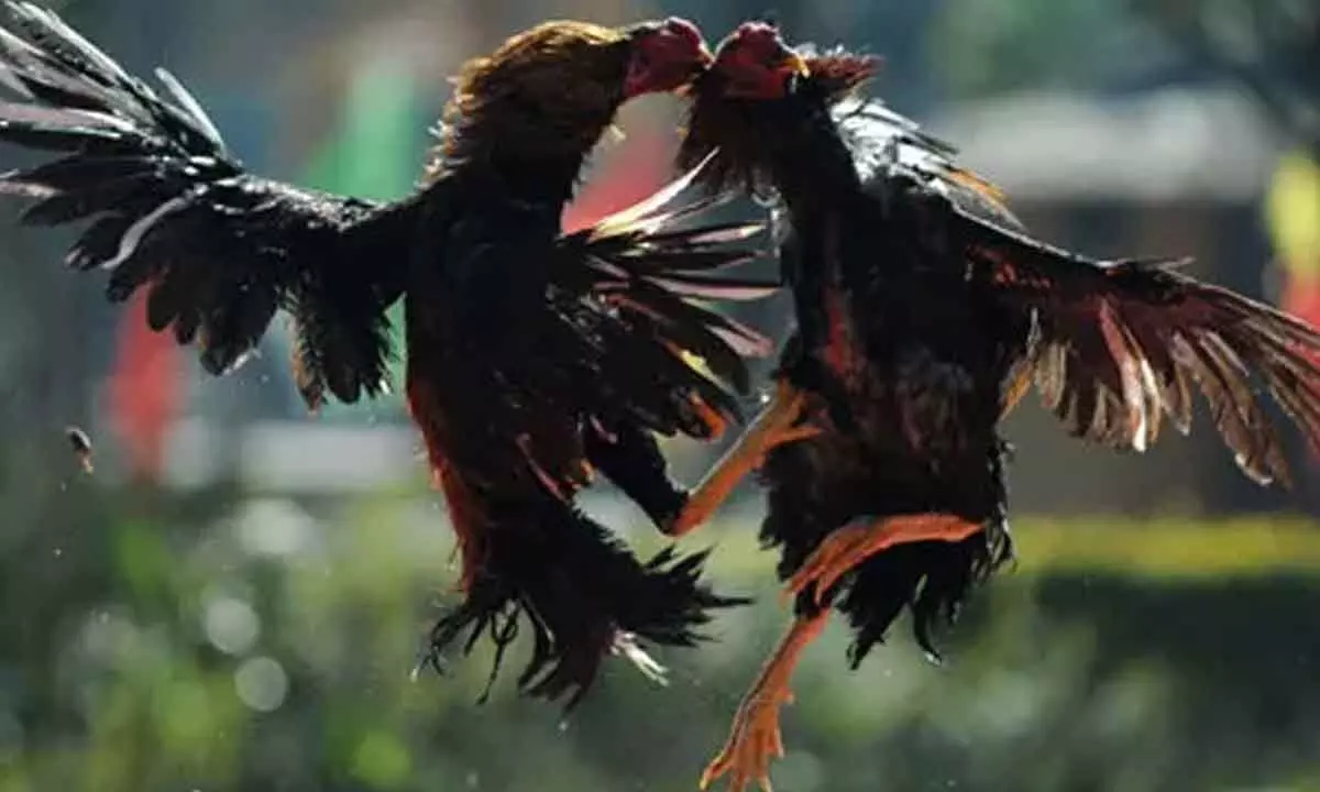 Two stabbed to death accidentally by cockfighting bird in Anantapur