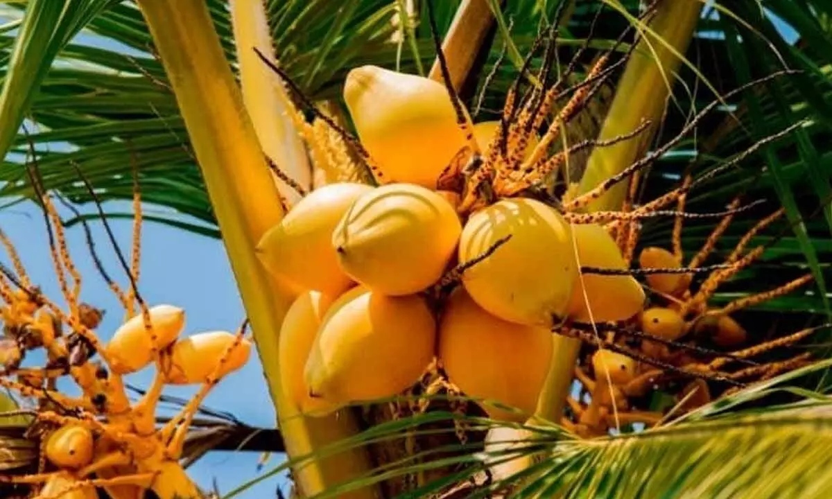 More than 12 Varieties of Coconut Grown across the World