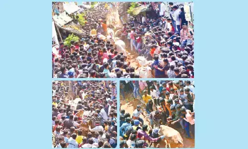 Bulls seen racing on a street even as the youth try to overpower them in Rangampeta village near Tirupati on Monday