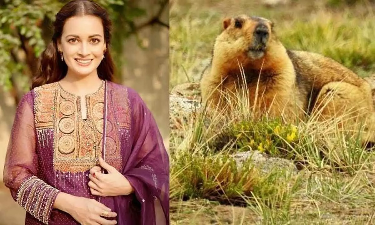 Dia Mirza shares rare sighting of Himalayan Marmot during film shoot