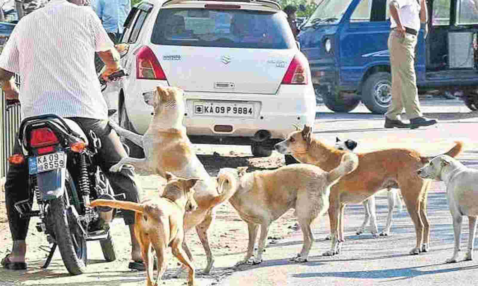 Stray dog menace in Bengaluru; 79,057 attacked in three years