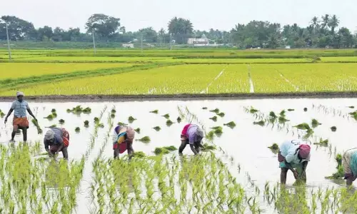 Agricultural labourers planting seedbeds in Rajamahendravaram rural mandal