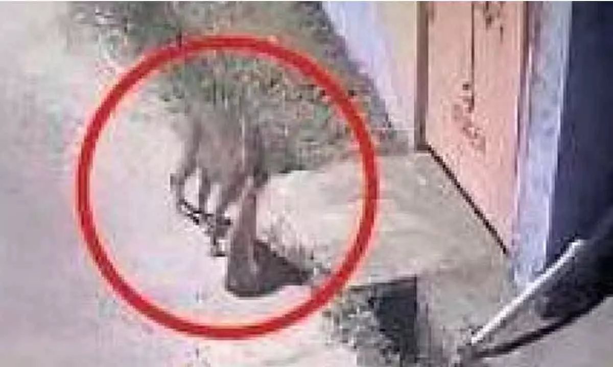Screengrab of CCTV footage of the leopard in Valparai on Monday