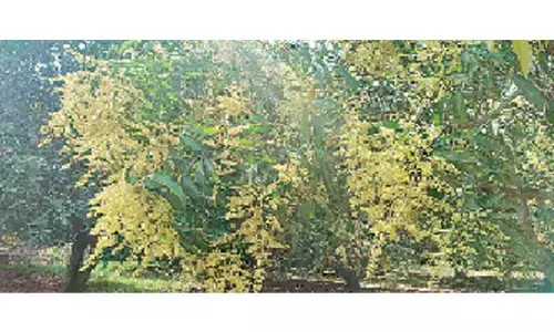 Delay in flowering may hit mango yield