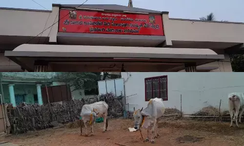 Eluru: Endowment department forces Vedic pandits to evacuate cows