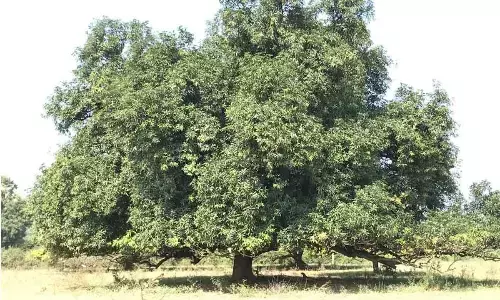Bad weather hits mango flowering