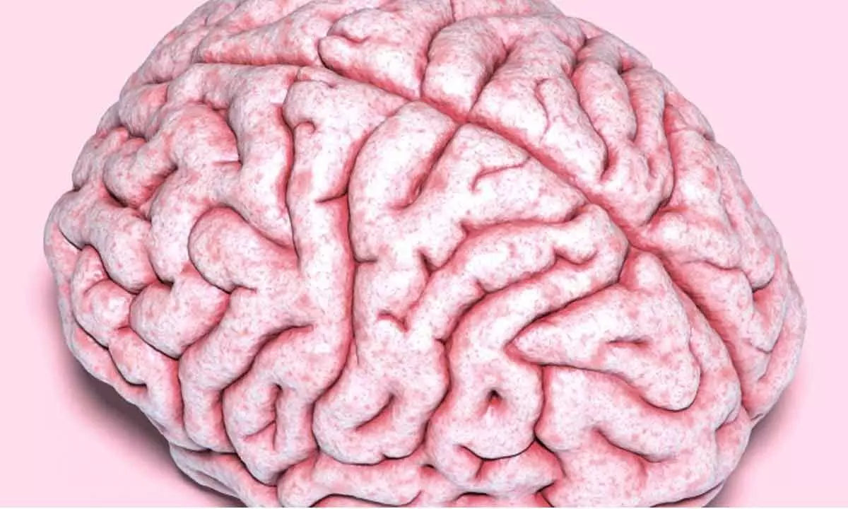 Scientist Found That The Wrinkles In The Brain Of Humans Differ