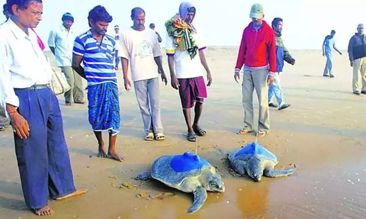 The state-of-the-art centre, which will involve local communities, would have facilities like turtle pool, shed in addition to the medical facilities for rehabilitating rescued turtles.