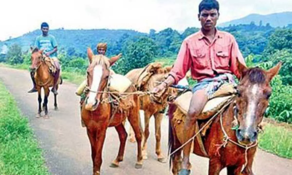 Tribals going on horses in Lakshmipuram area
