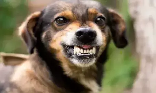 Man From Tamil Nadu Killed For Calling Neighbors Pet Dog As Dog