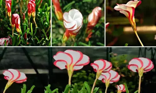 This beautiful flower looks very good in garden, terrace or in your window planter, growing about 30 cm approximately.