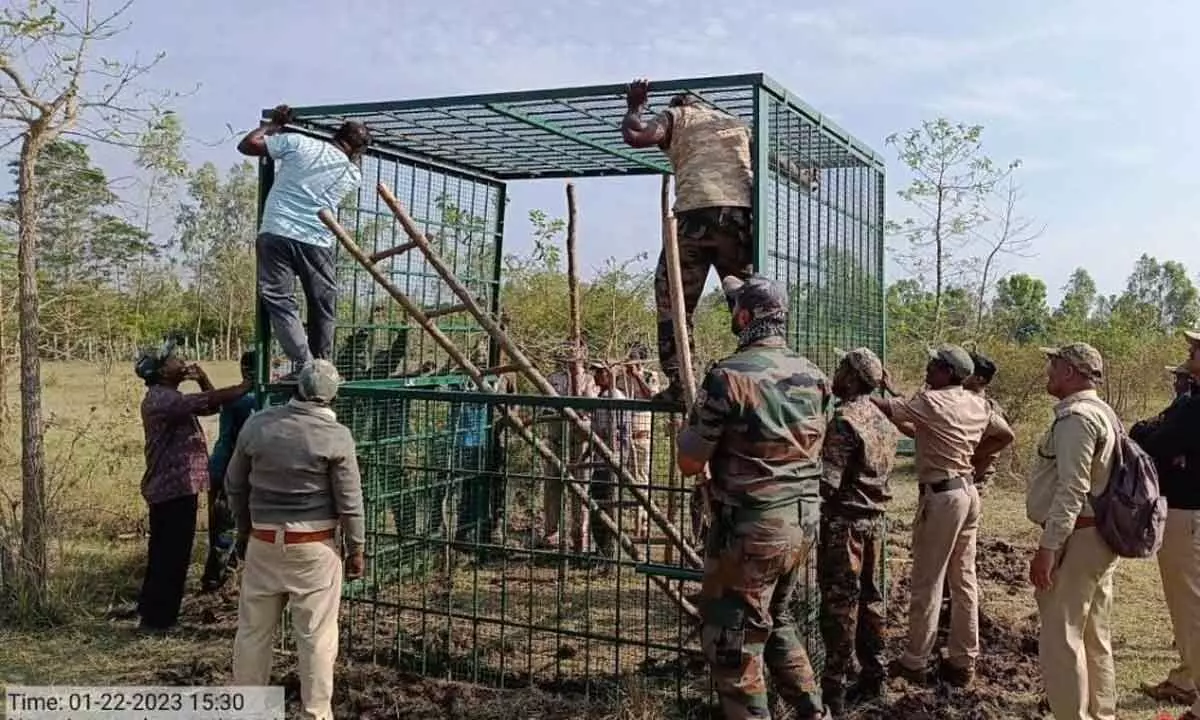 Forest department launches combing operation to snare big cat
