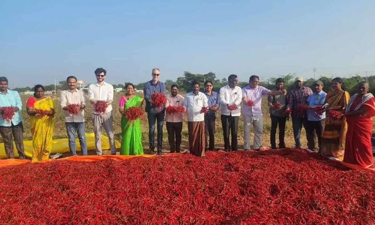 Foreigners’ team examining red chillis produced under natural farming in Palnadu district on Tuesday