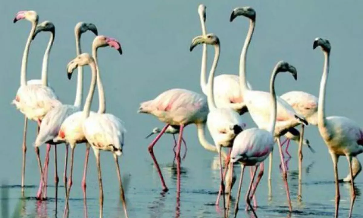 No decision yet on Flamingo festival