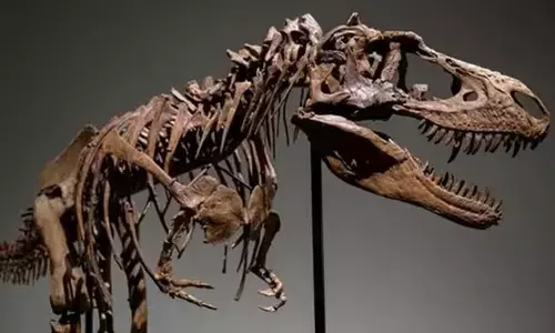 Researchers Discovered 92 Nesting sites In Indias Narmada Valley