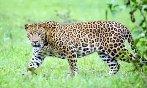 For representational purpose