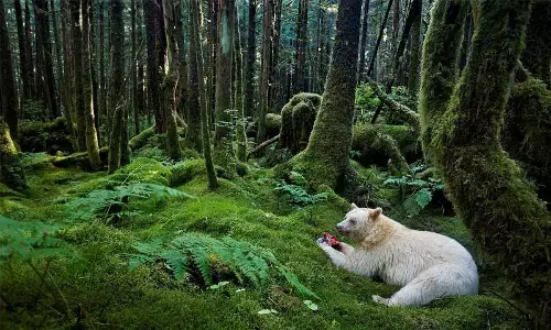 National Geographic Day