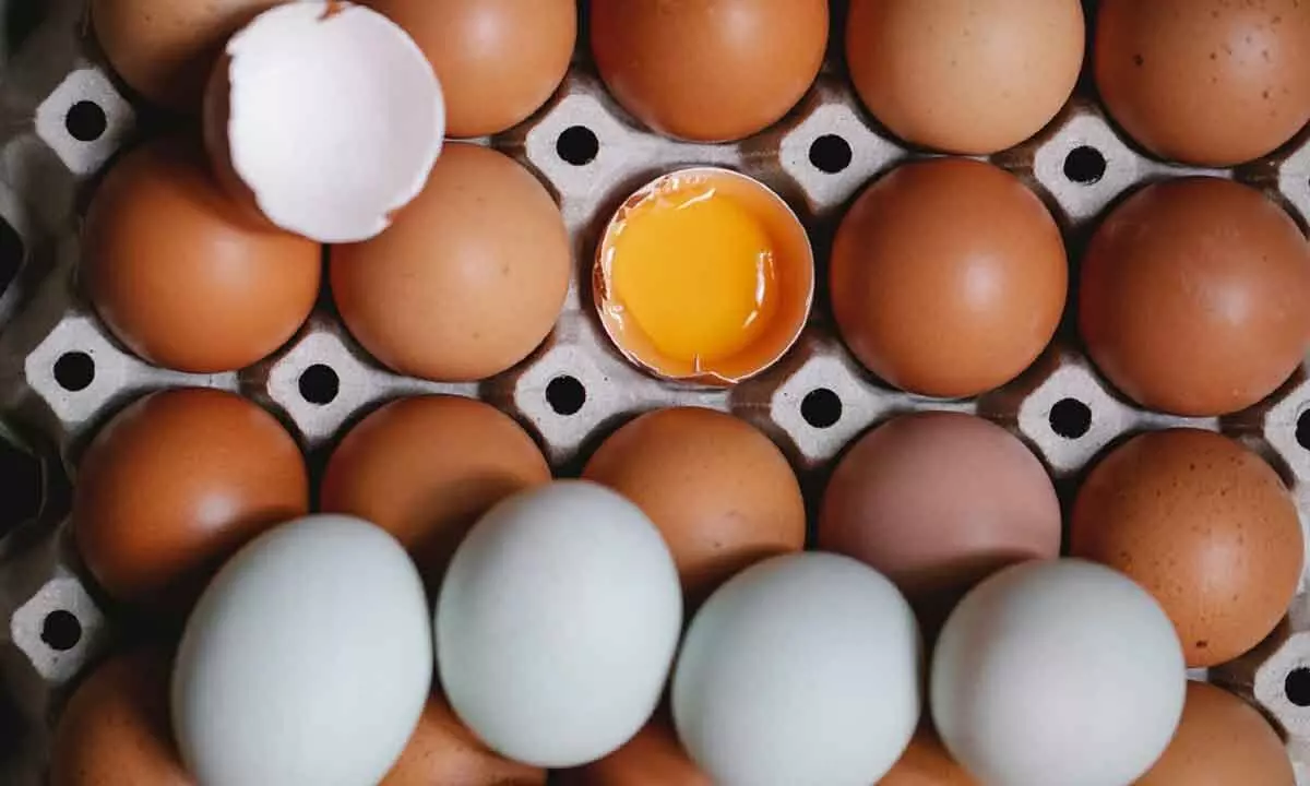 New Zealand suffers egg supply shortage