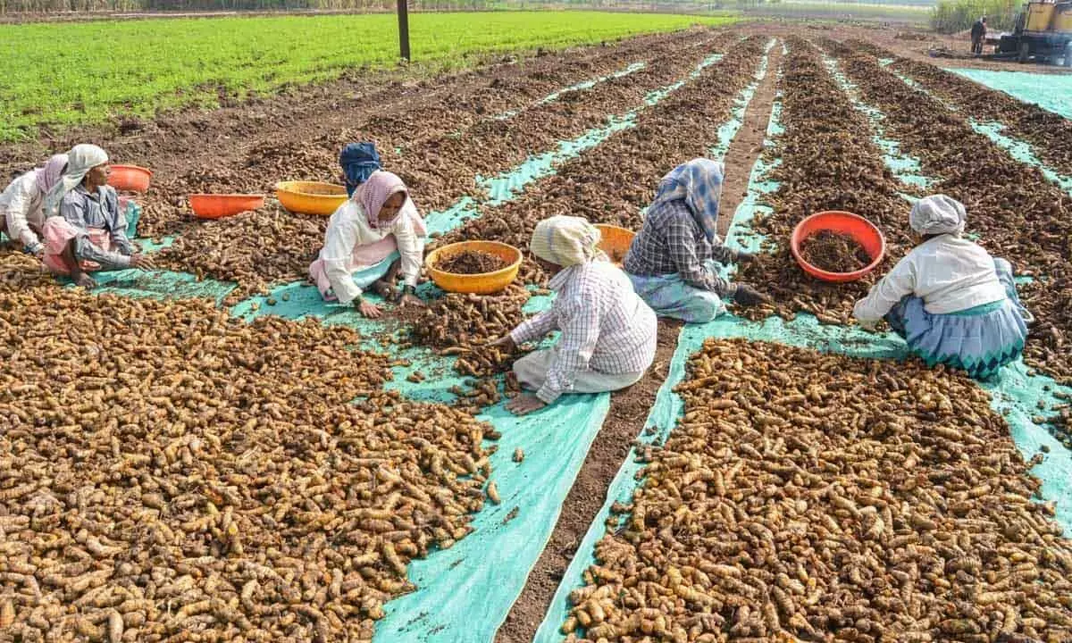 Turmeric no longer lucrative crop for farmers in Nizamabad