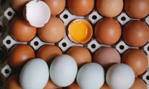 New Zealand suffers egg supply shortage