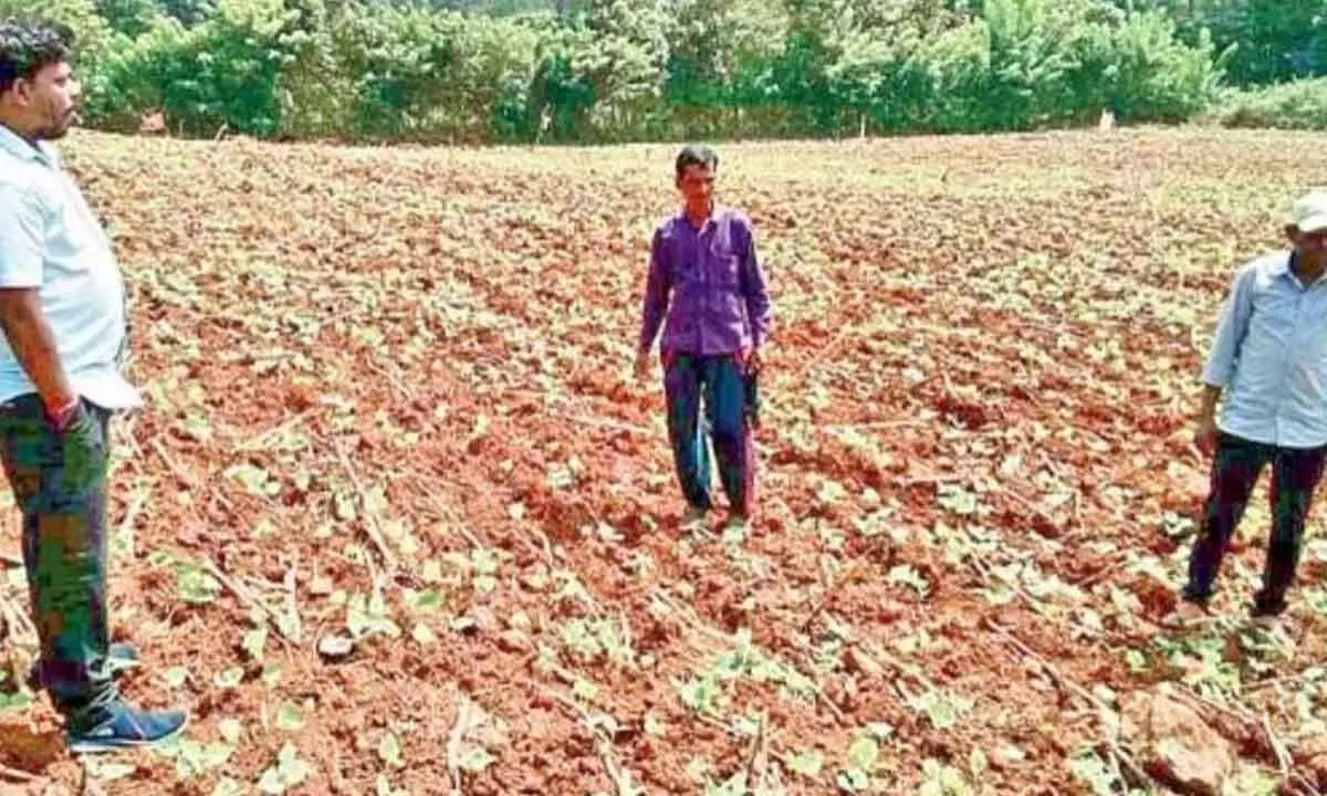 Rajma cultivation brings profits to tribals after a decade