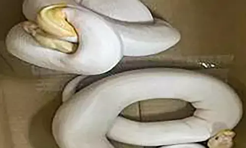 7 arrested for smuggling endangered animals