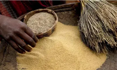 Regular consumption of millet can significantly improve key nutrition parameters among children and women. VikasChoudhary/CSE