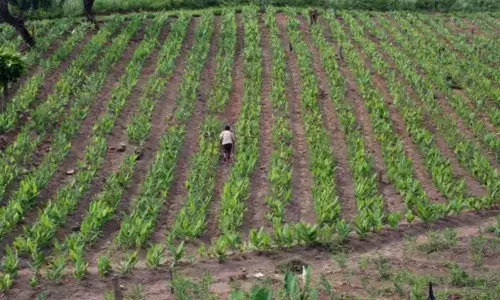 Prolonged monsoon hits turmeric farmers hard